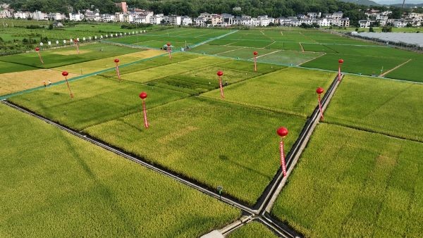 湘東區現代化製種基地，數智賦能讓“贛鄱糧倉”更有底氣！