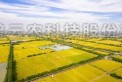 海寧馬橋：在萬畝良田有你看得到的未來